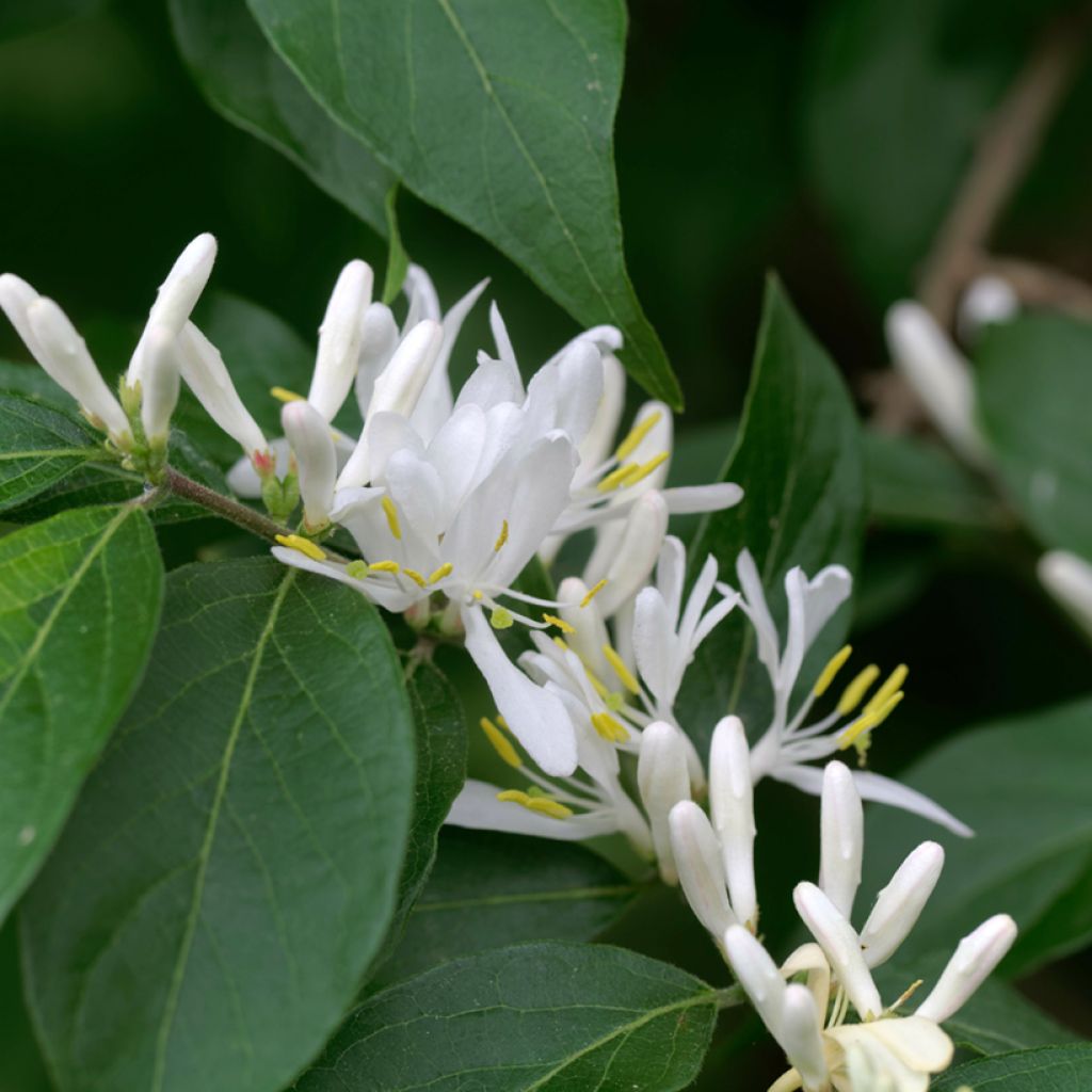 Lonicera maackii - Maack-kamperfoelie