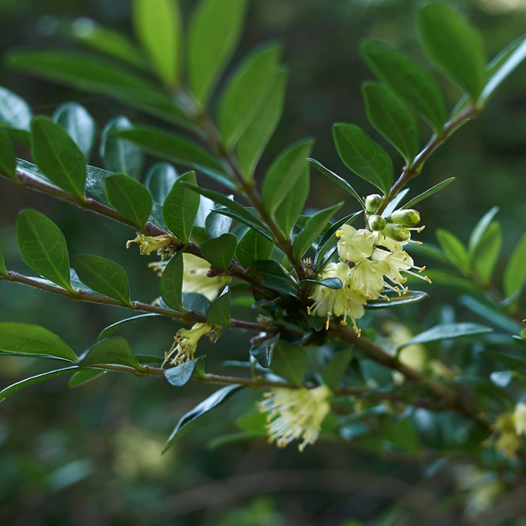 Lonicera nitida - Chinese kamperfoelie