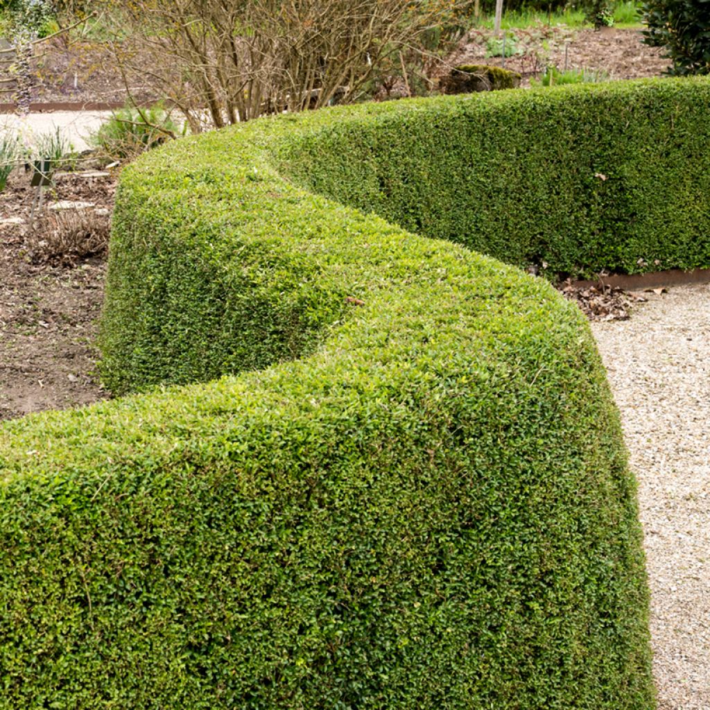 Lonicera nitida Elegant - Chinese kamperfoelie