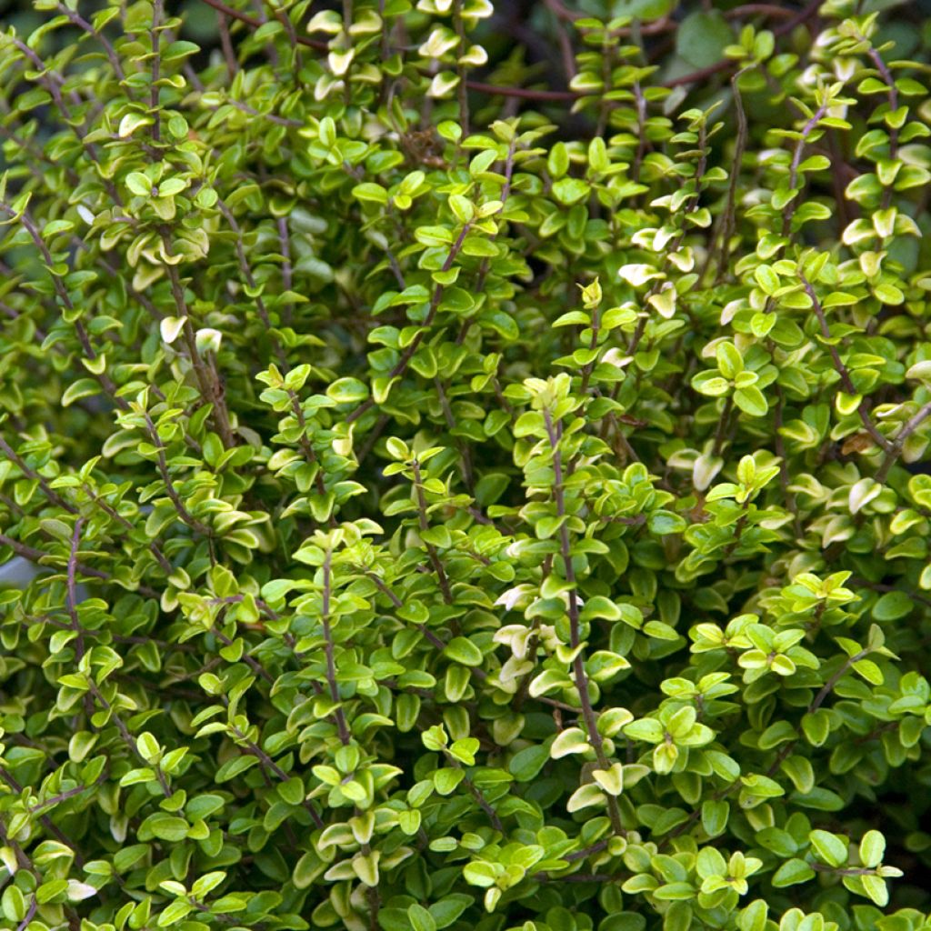 Lonicera nitida Twiggy - Chinese kamperfoelie