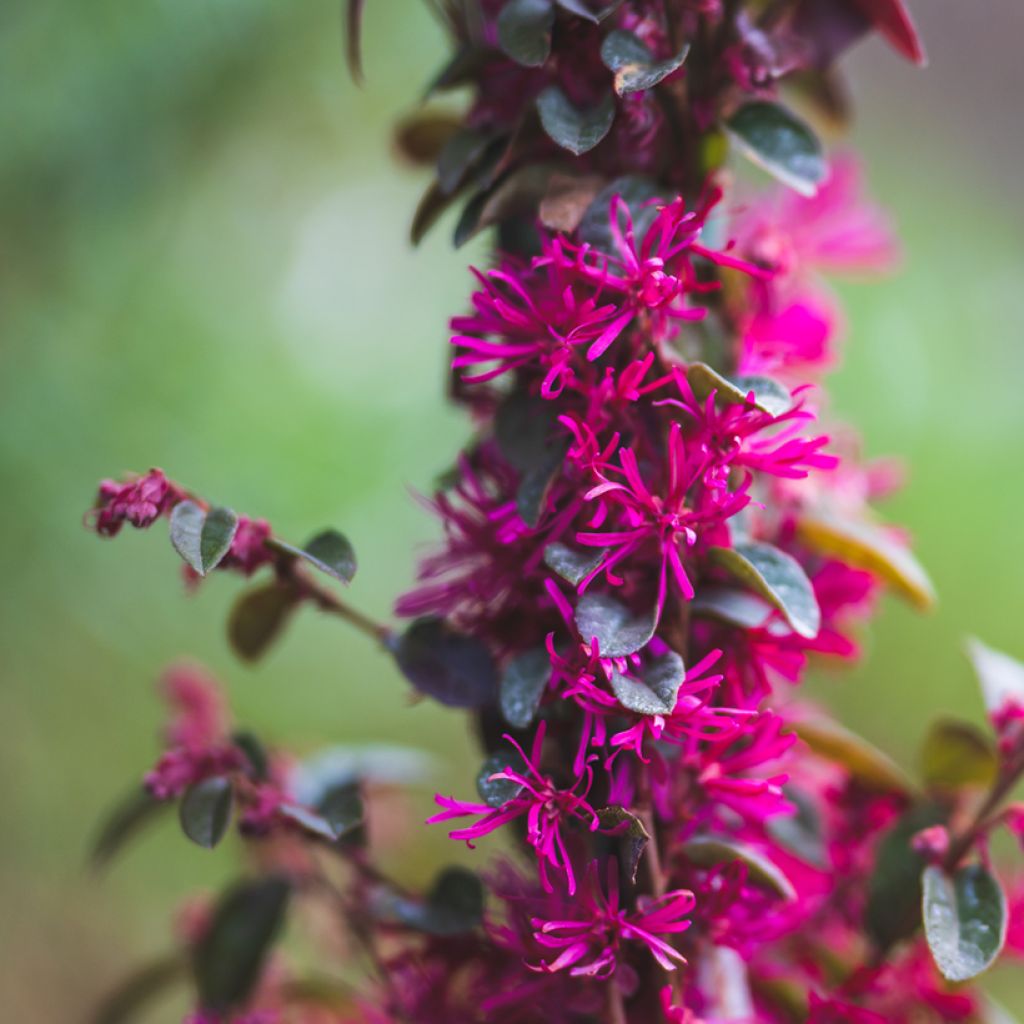 Loropetalum chinense Rose in Black - Chinese franjeboom
