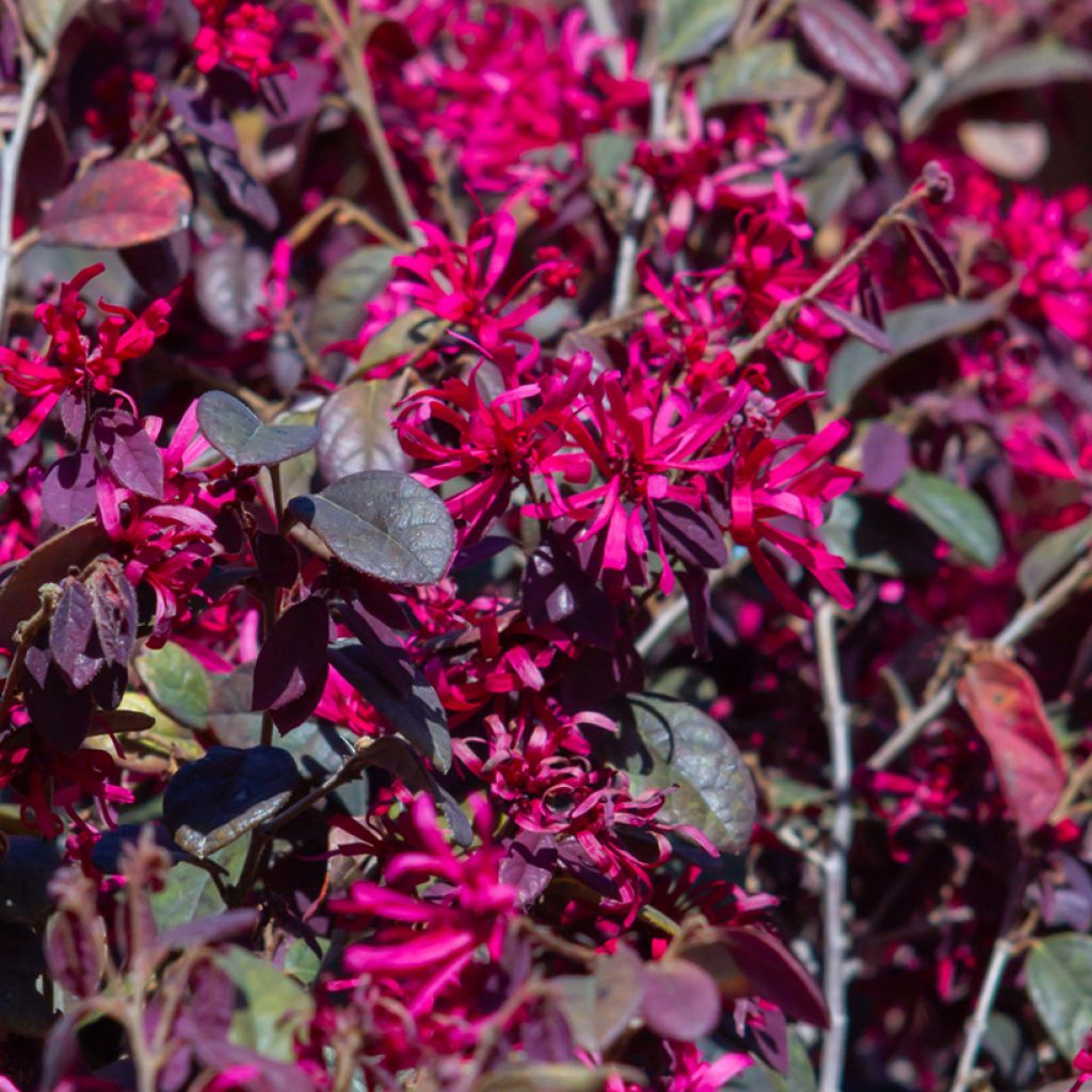 Loropetalum chinense Rose in Black - Chinese franjeboom