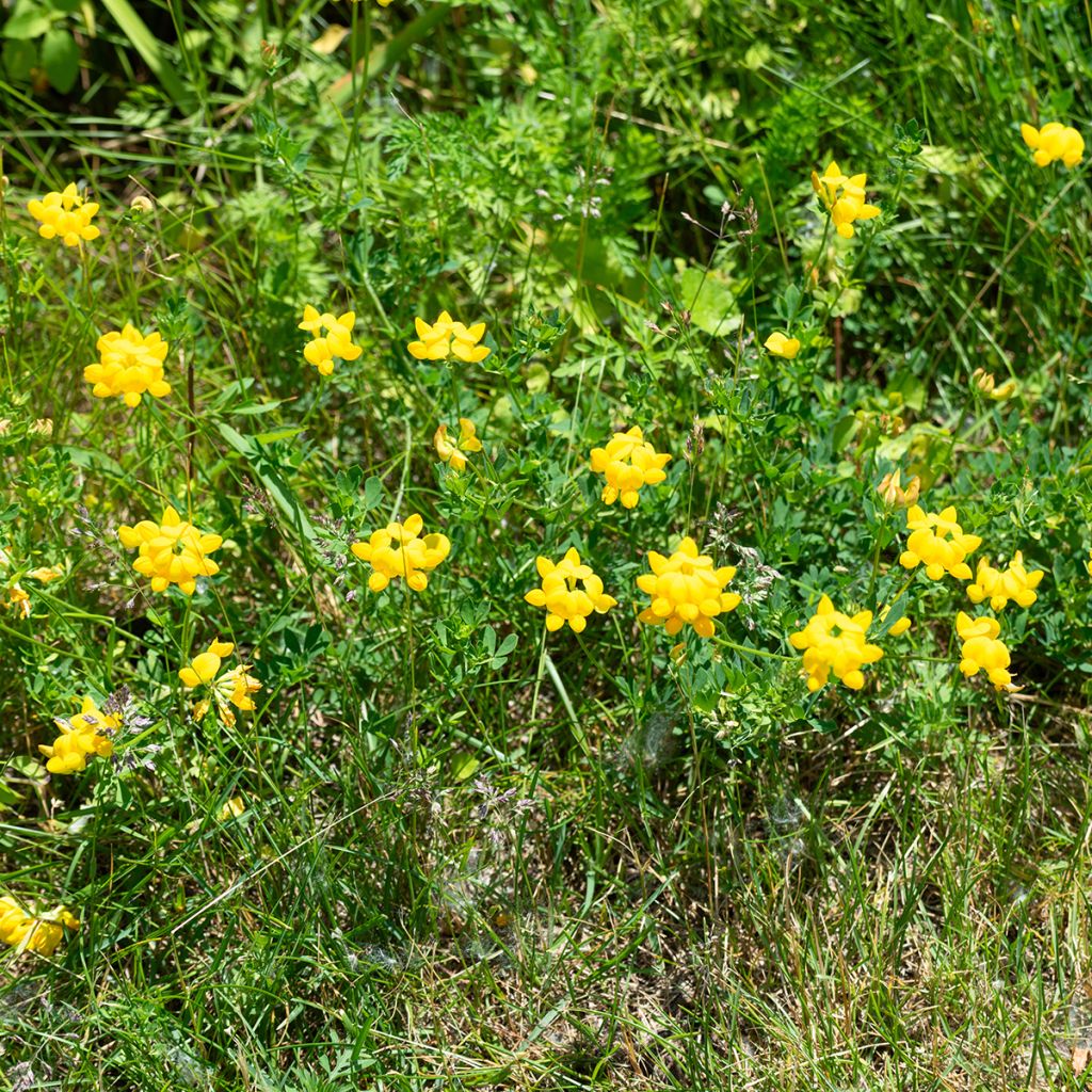 Lotus corniculatus - Gewone rolklaver