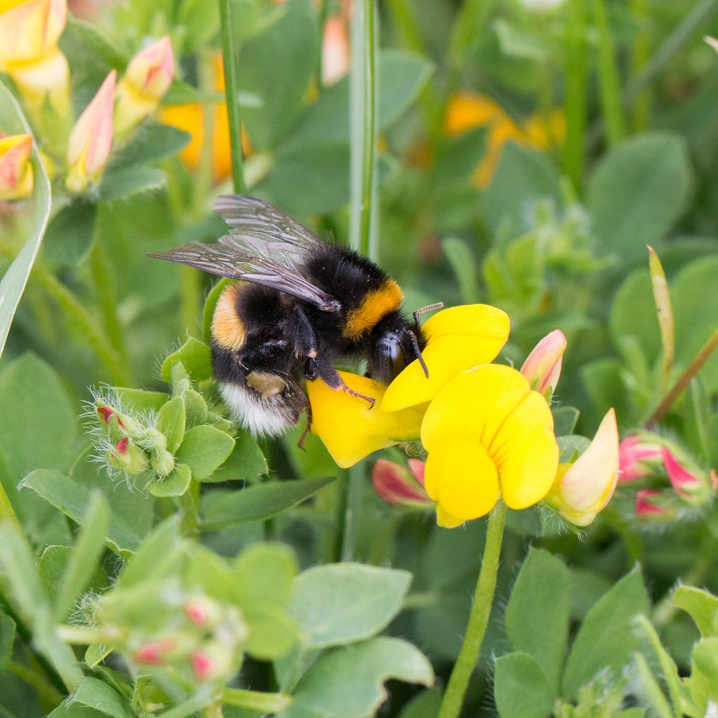 Lotus corniculatus - Gewone rolklaver