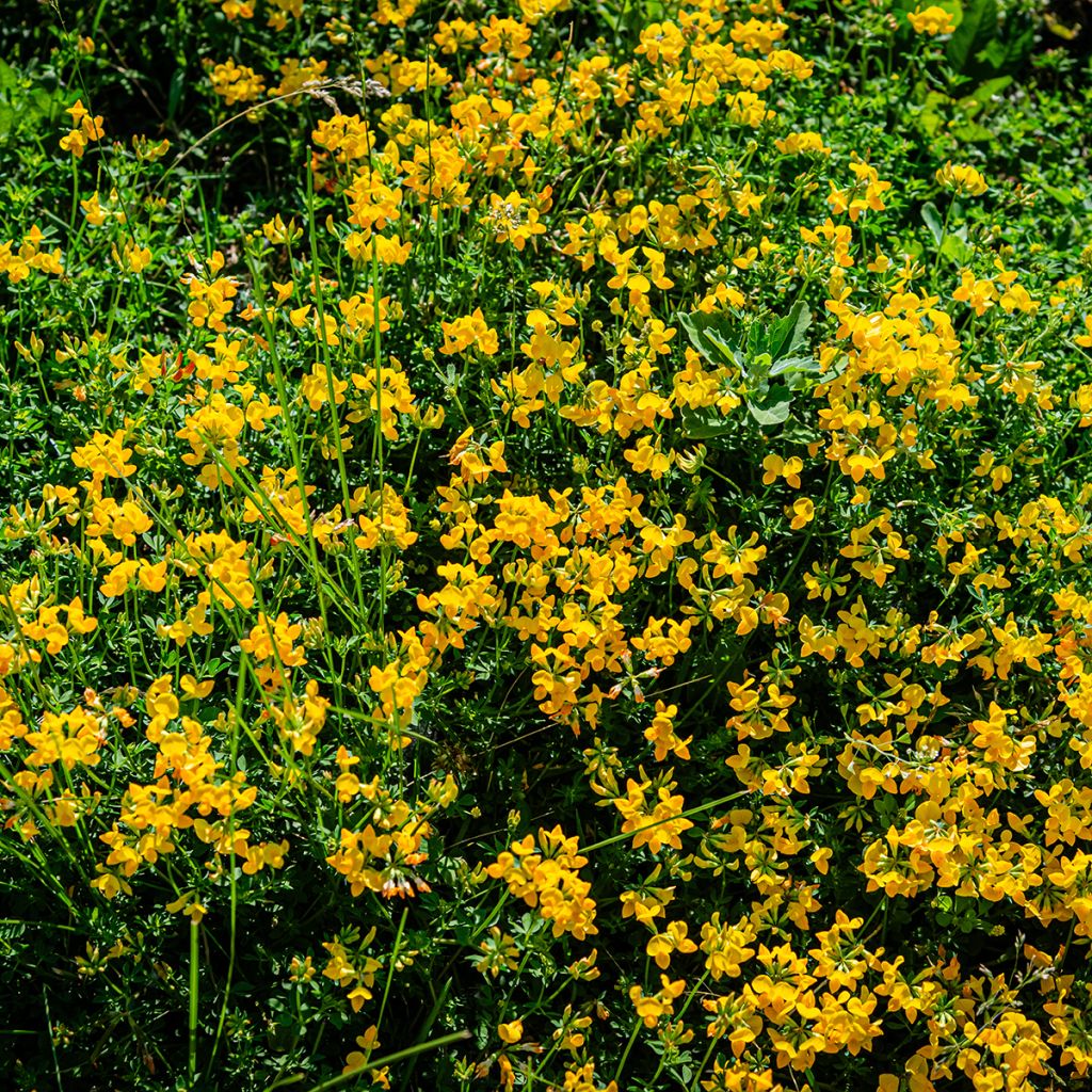 Lotus corniculatus - Gewone rolklaver