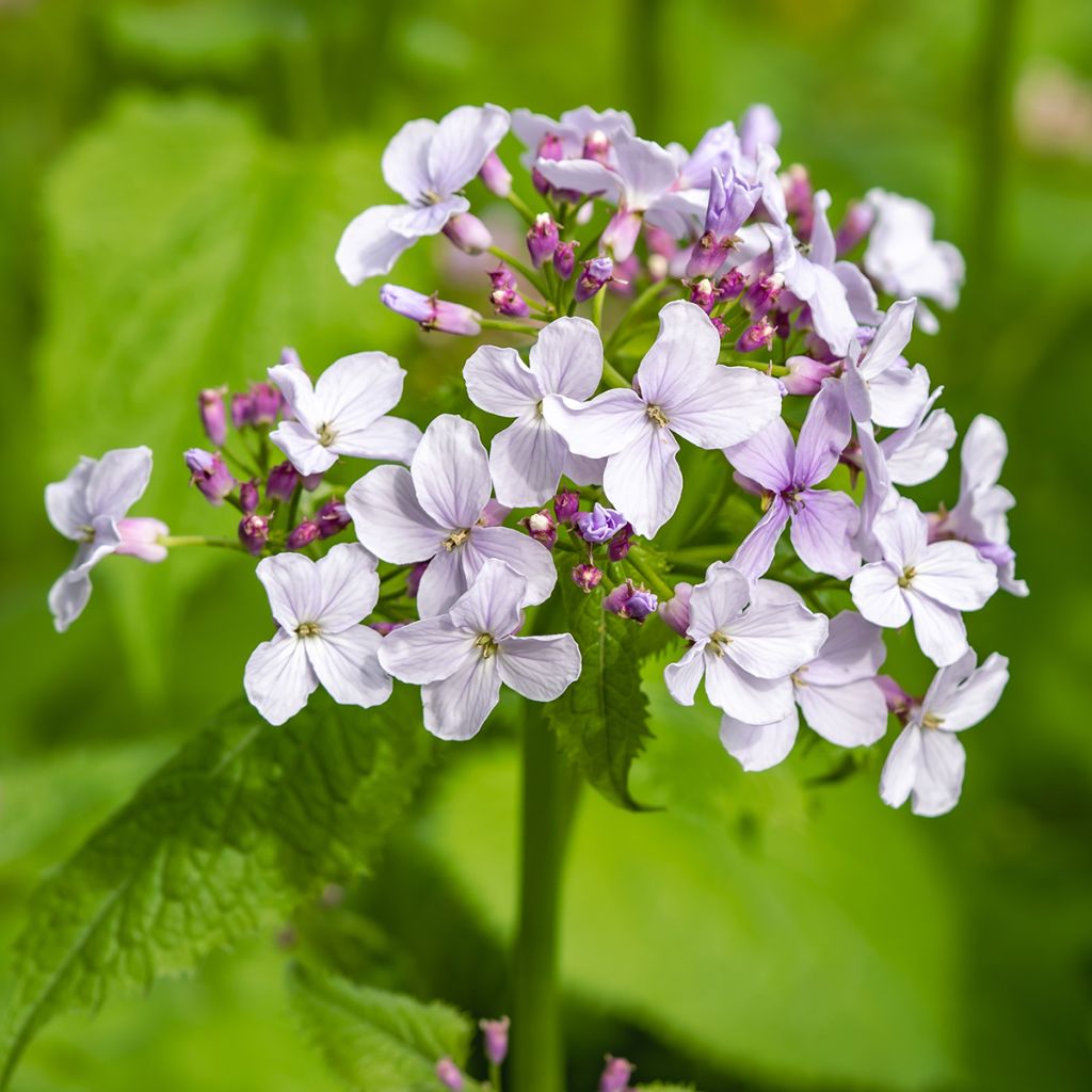 Lunaria rediviva - Wilde judaspenning
