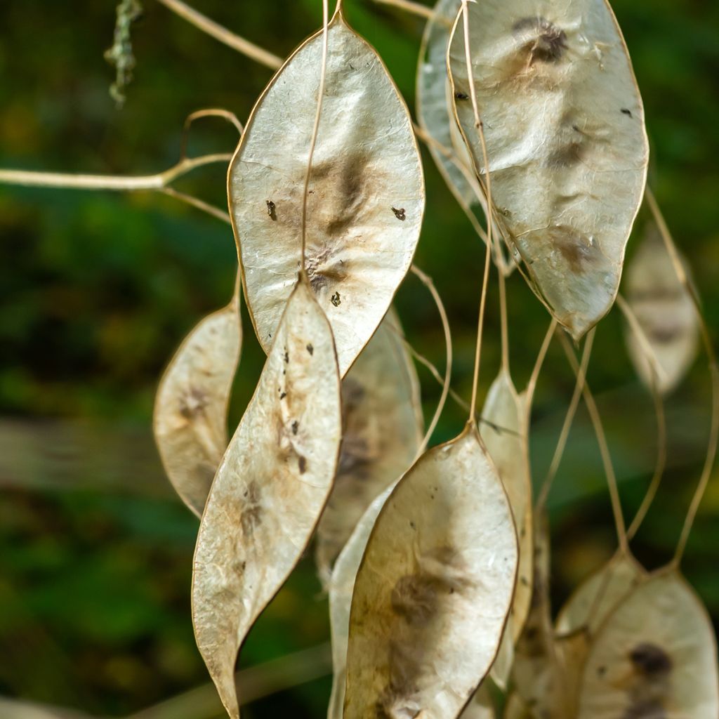 Lunaria rediviva - Wilde judaspenning