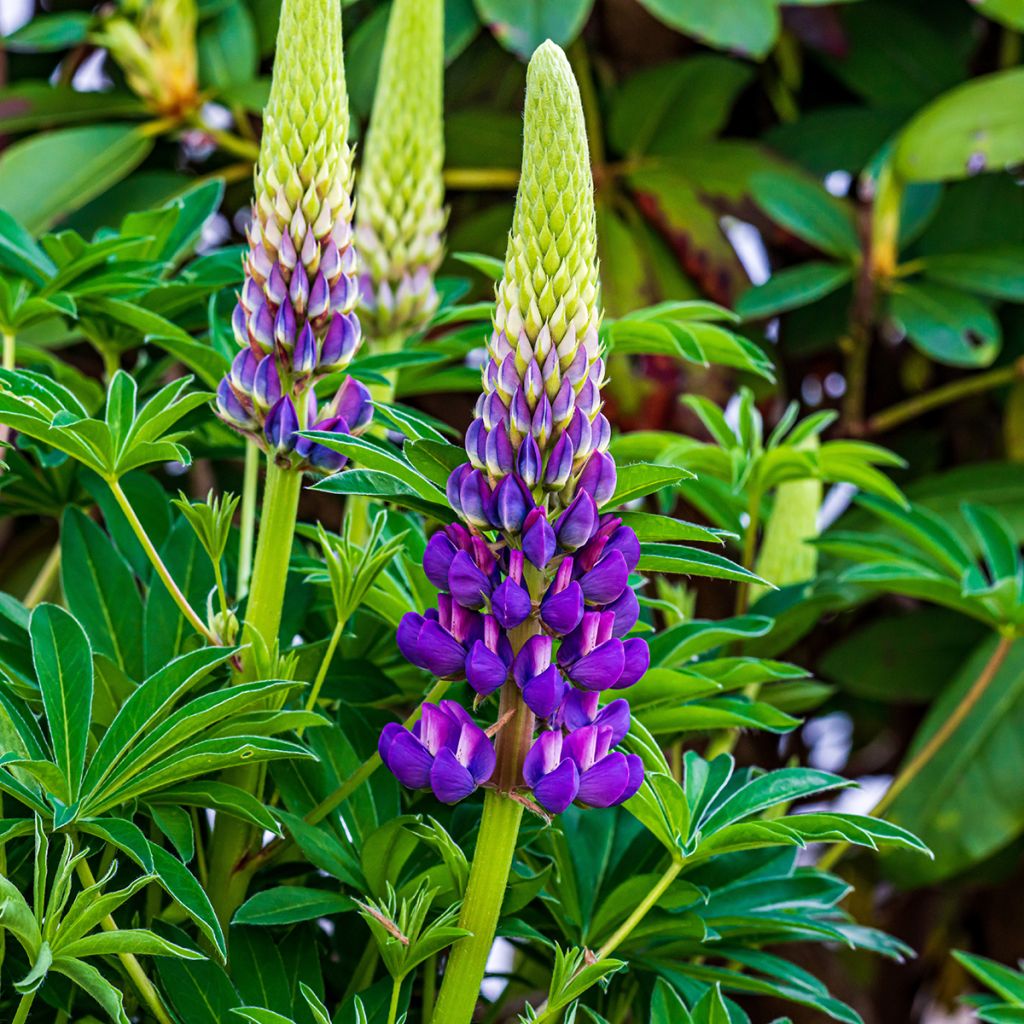 Lupine Gallery Blue - Lupine