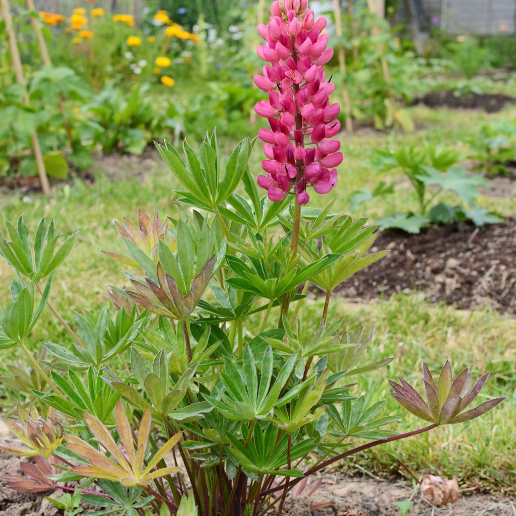 Lupine Gallery Pink - Lupine