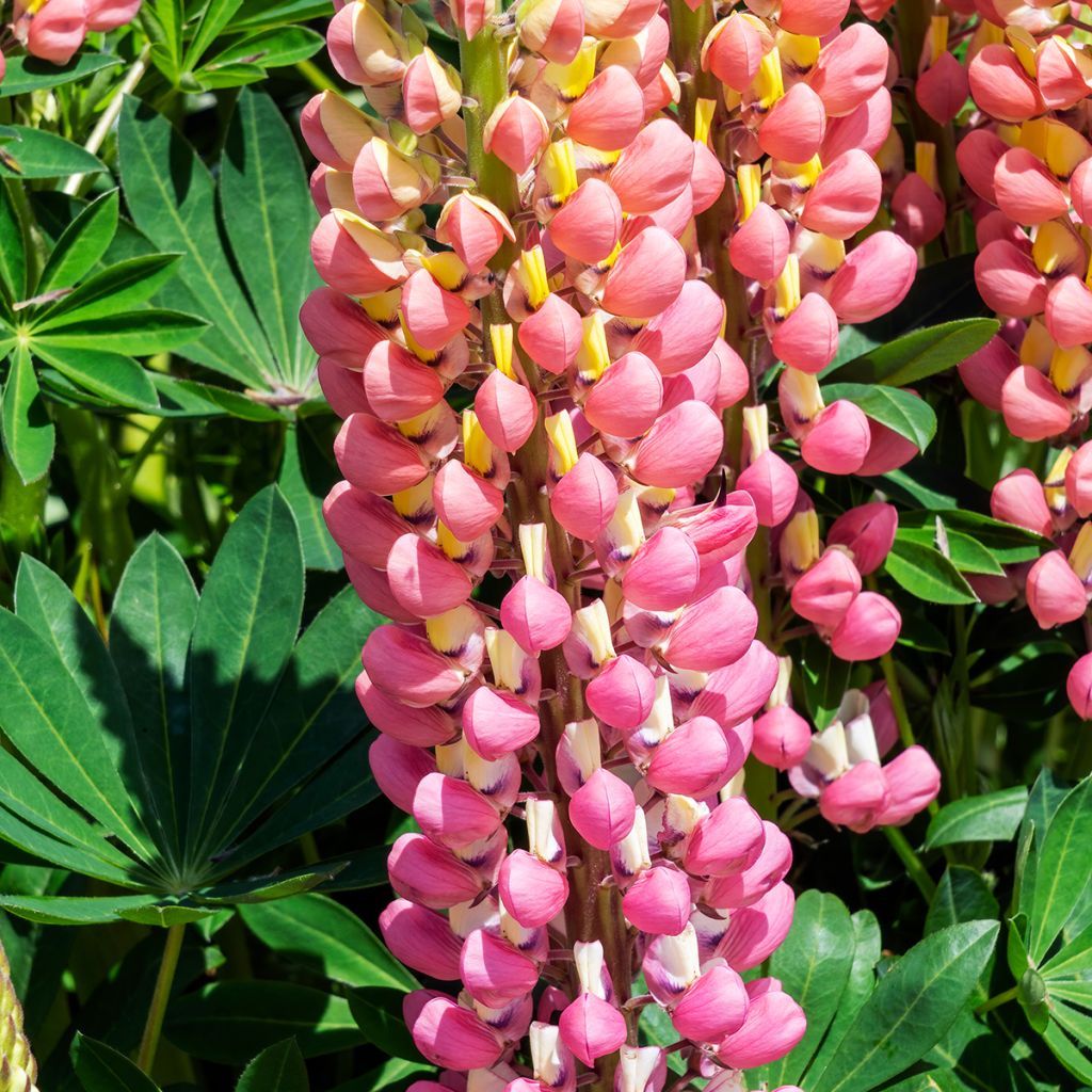 Lupinus La Chatelaine Roze - Lupine