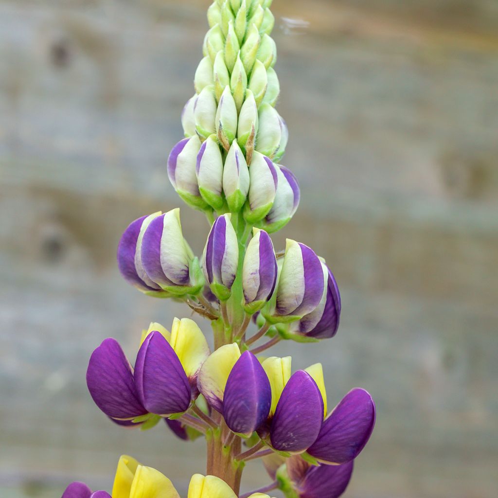 Lupinus West Country Manhattan Lights - Lupine