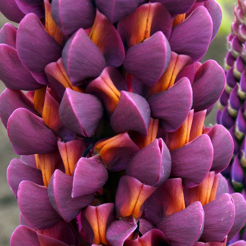 Lupinus West Country Masterpiece - Lupine