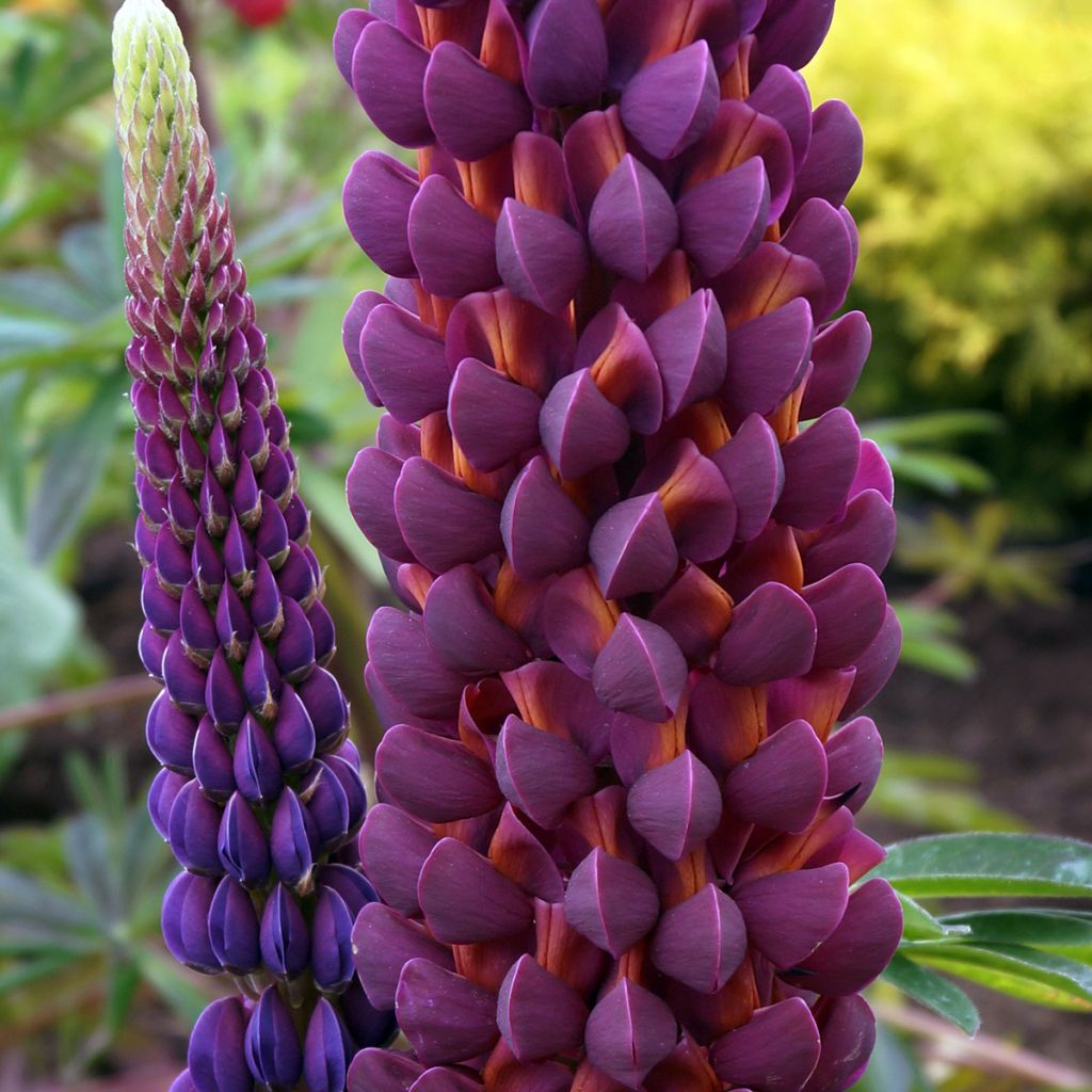 Lupinus West Country Masterpiece - Lupine