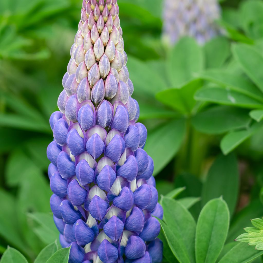 Lupine West Country Persian Slipper - Lupine