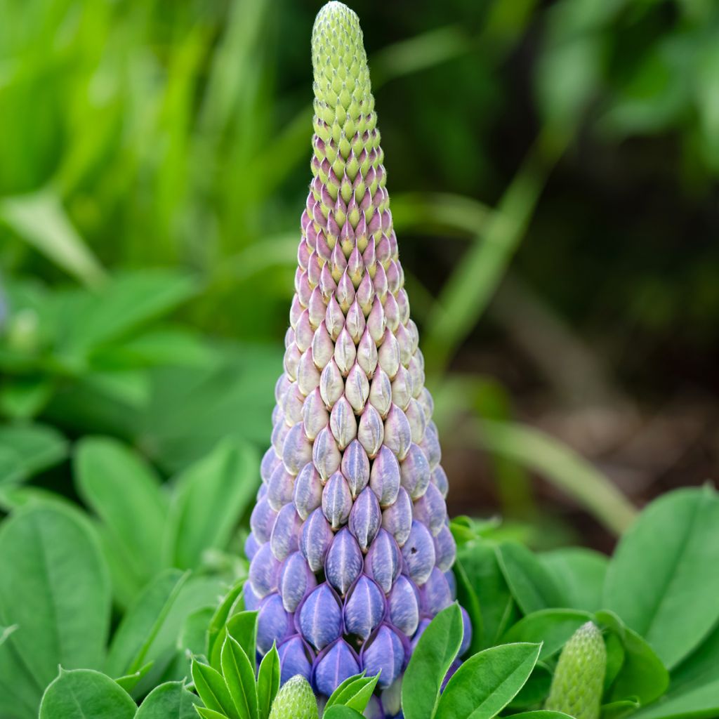 Lupine West Country Persian Slipper - Lupine