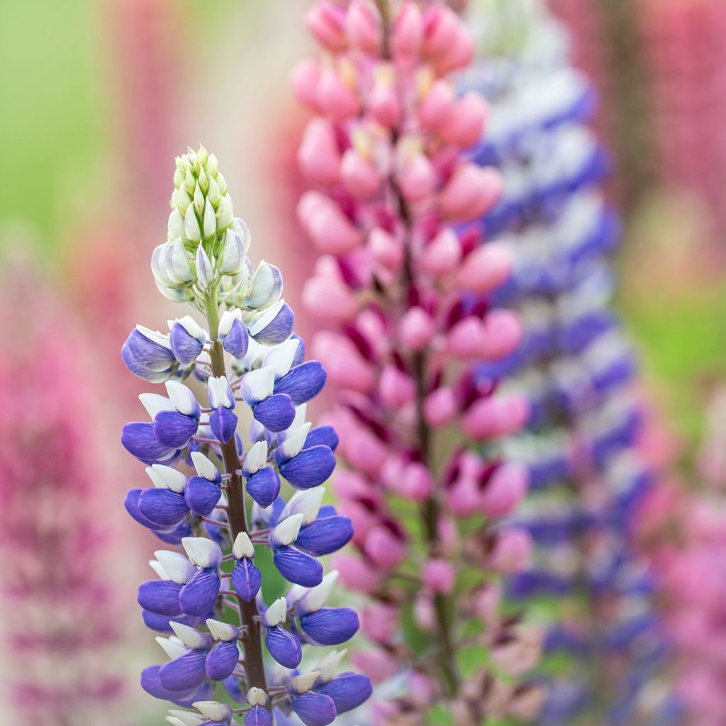 Lupine West Country Persian Slipper - Lupine