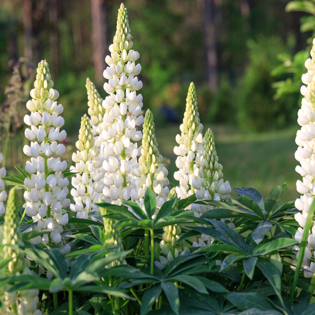 Lupine West Country Polar Princess - Lupinus