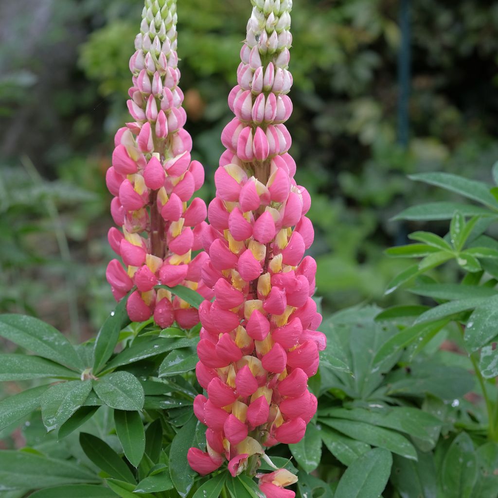 Lupin West Country Tequila Flame - Lupine