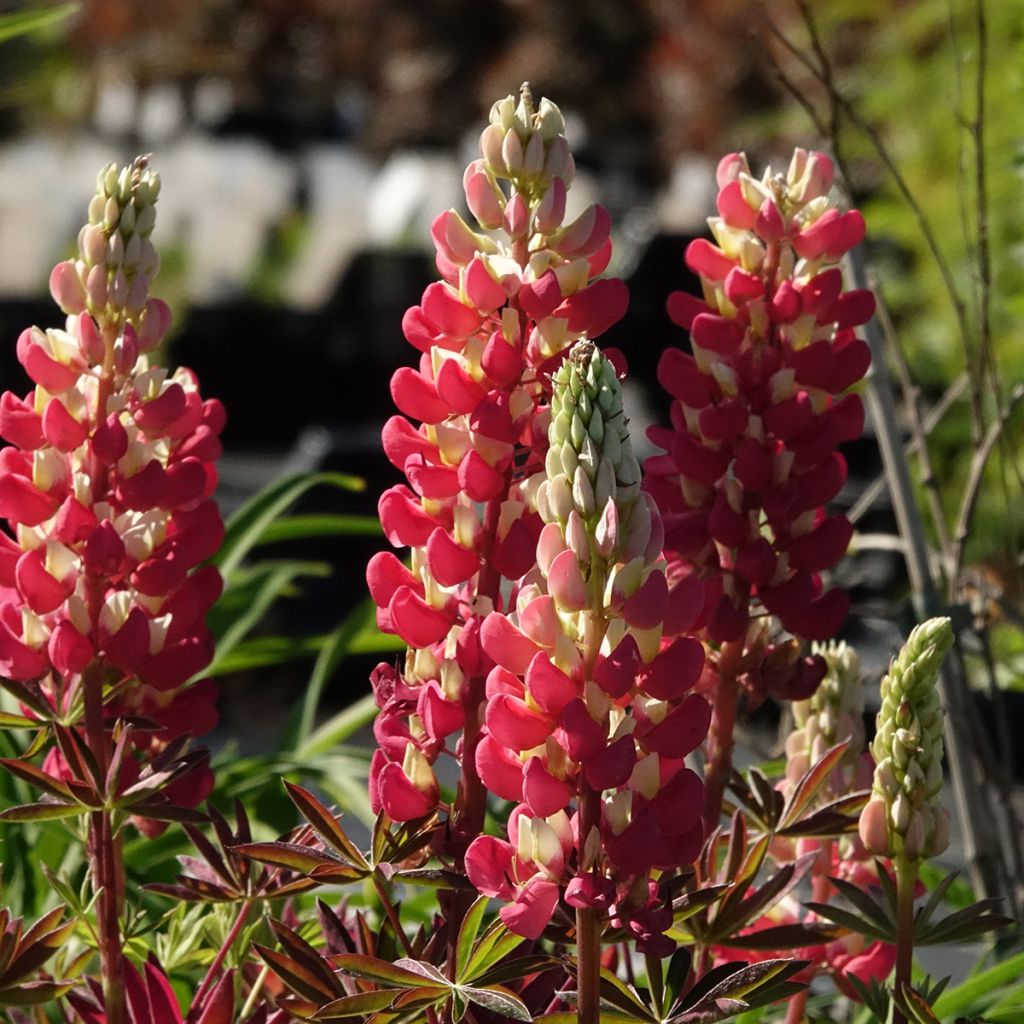 Lupin West Country Tequila Flame - Lupine