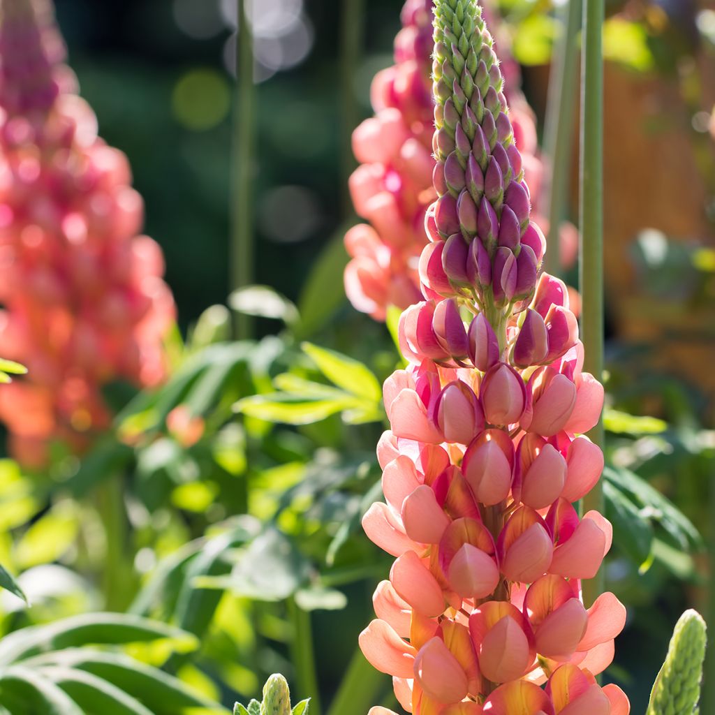 Lupinus West Country Terracotta - Lupine