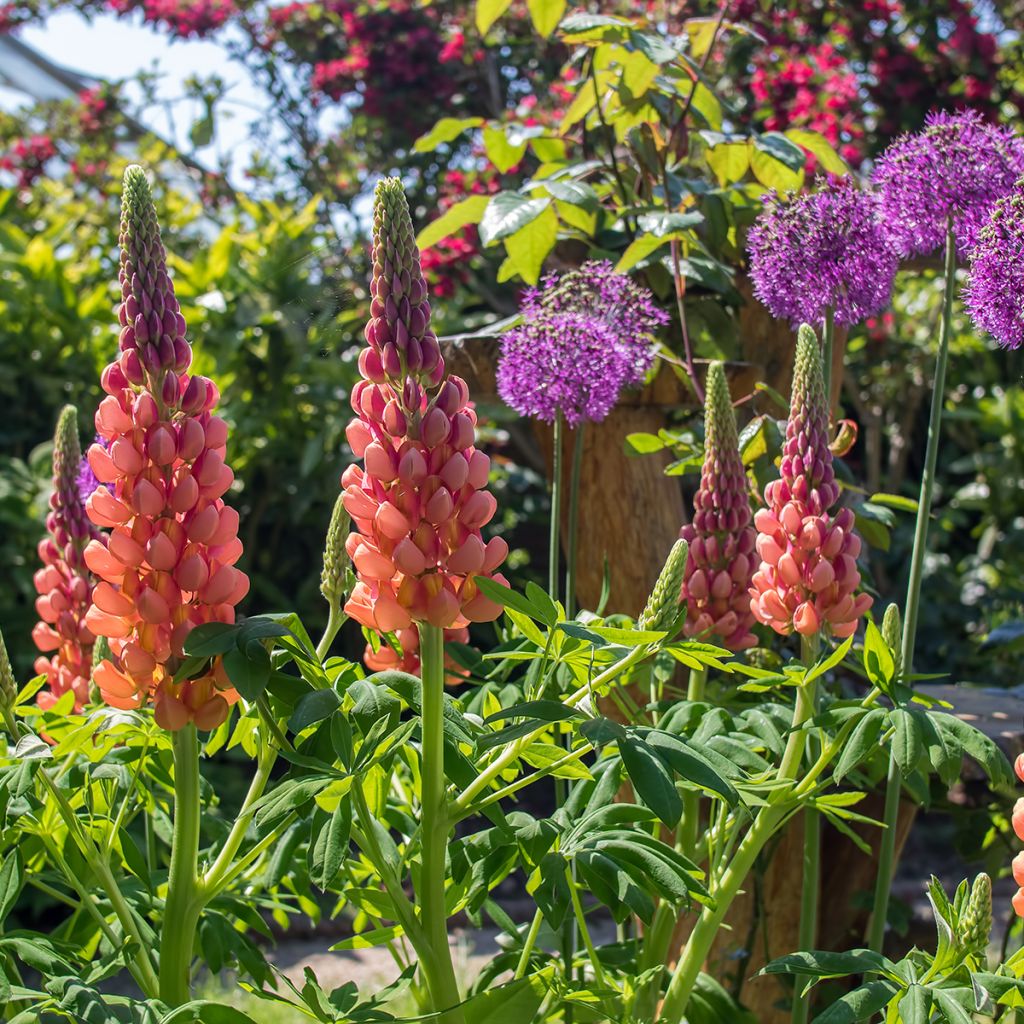 Lupinus West Country Terracotta - Lupine