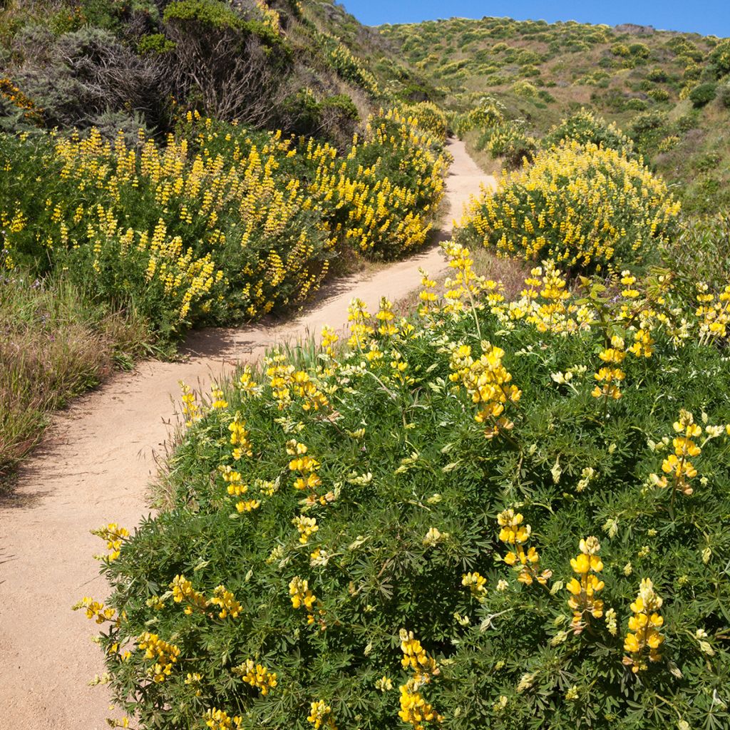 Lupinus arboreus - Boomlupine