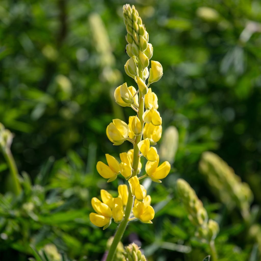 Lupinus arboreus - Boomlupine