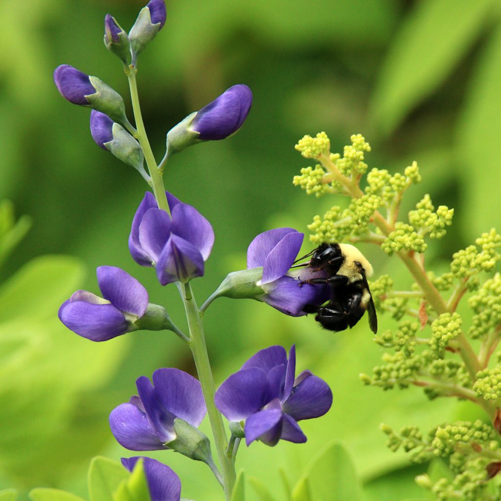 Baptisia Purple Smoke - Blauwe valse indigo