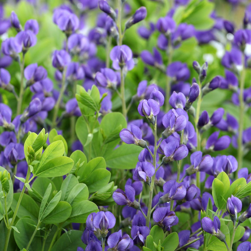 Baptisia Purple Smoke - Blauwe valse indigo