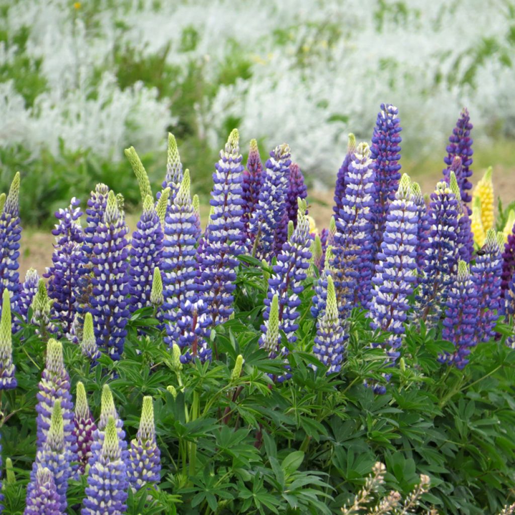 Lupinus Russell Hybrids The Governor (zaad) - Lupine