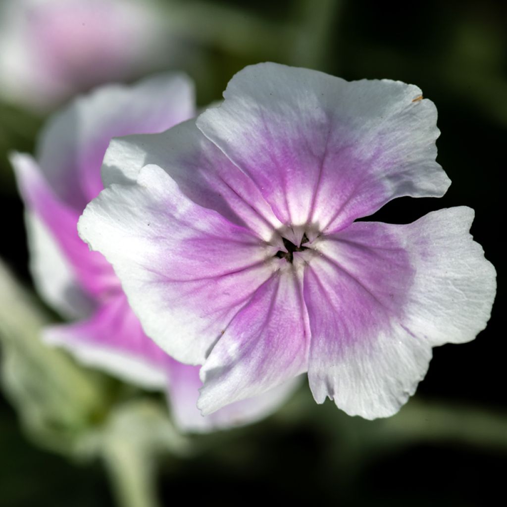 Lychnis coronaria Angels Blush - Prikneus