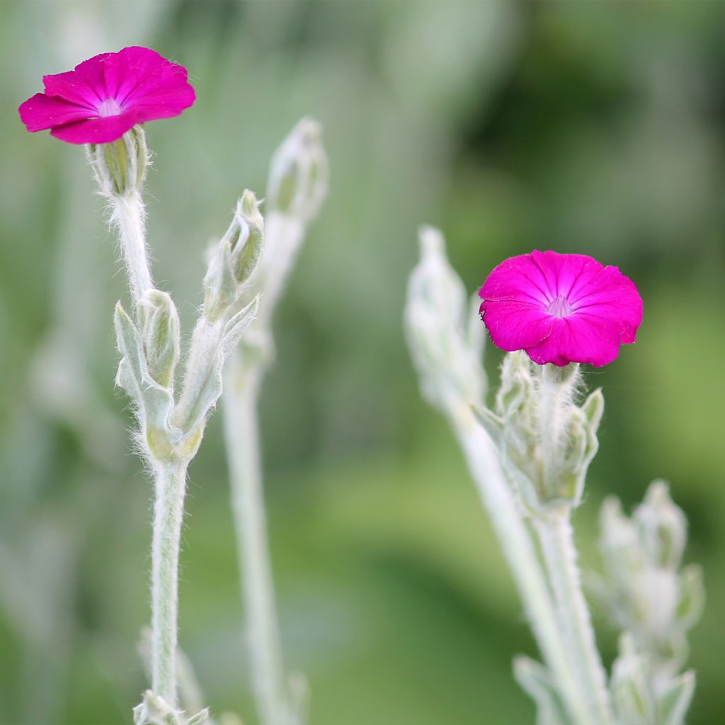Lychnis coronaria - Prikneus