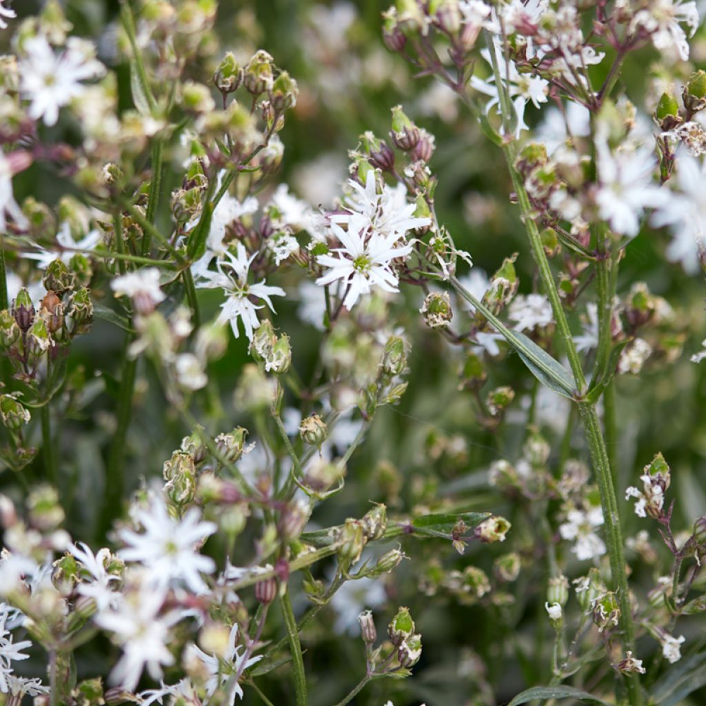 Lychnis flos-cuculi White Robin - Echte koekoeksbloem
