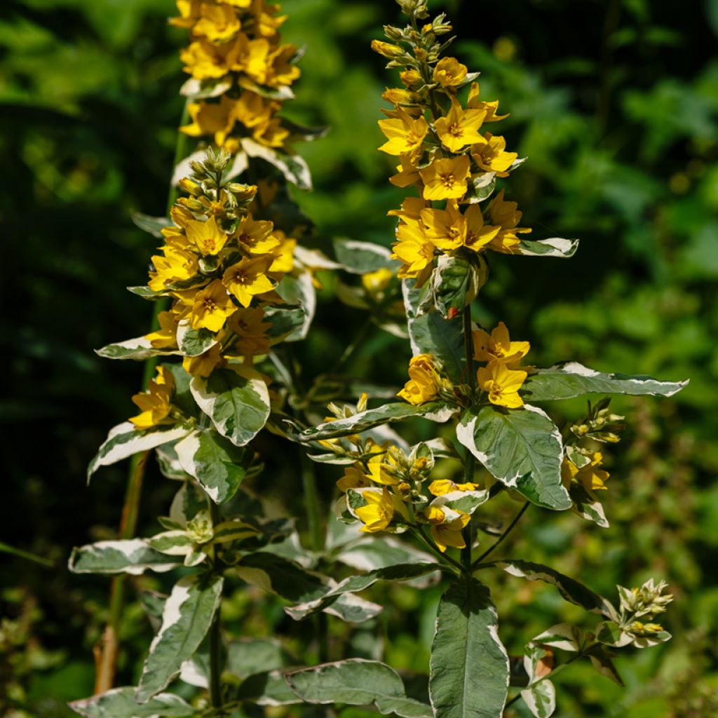 Lysimachia punctata Variegata - Puntwederik