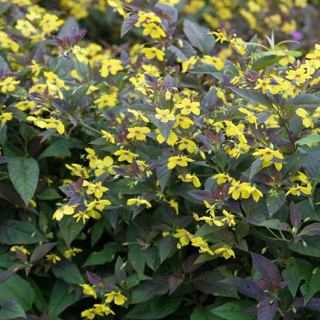 Lysimachia ciliata Fire Cracker - Wederik