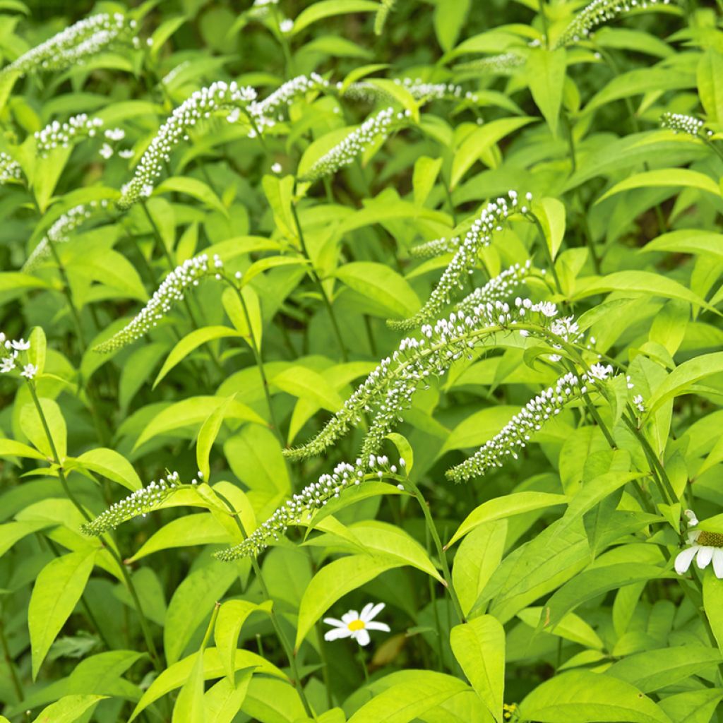Lysimachia clethroides - Witte troswederik
