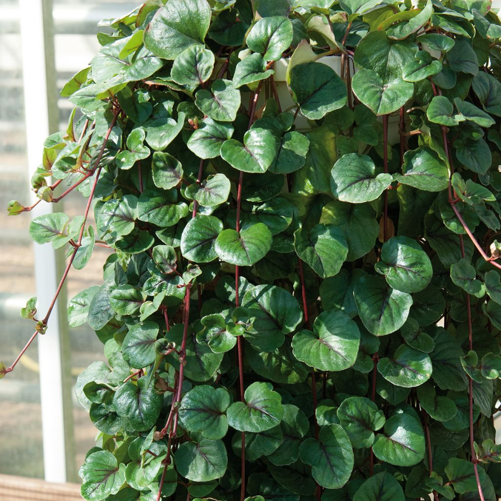 Lysimachia Sunburst - Kruipende wederik