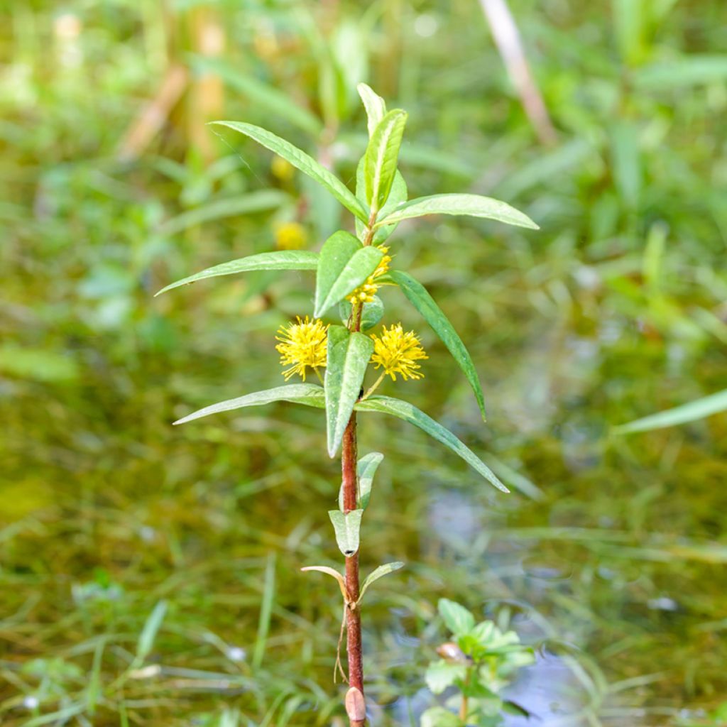 Lysimachia thyrsiflora - Moeraswederik