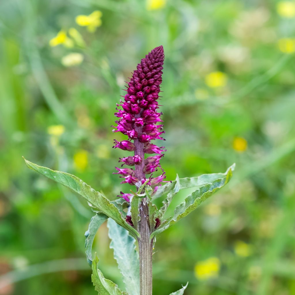 Lysimachia atropurpurea Beaujolais - Wederik