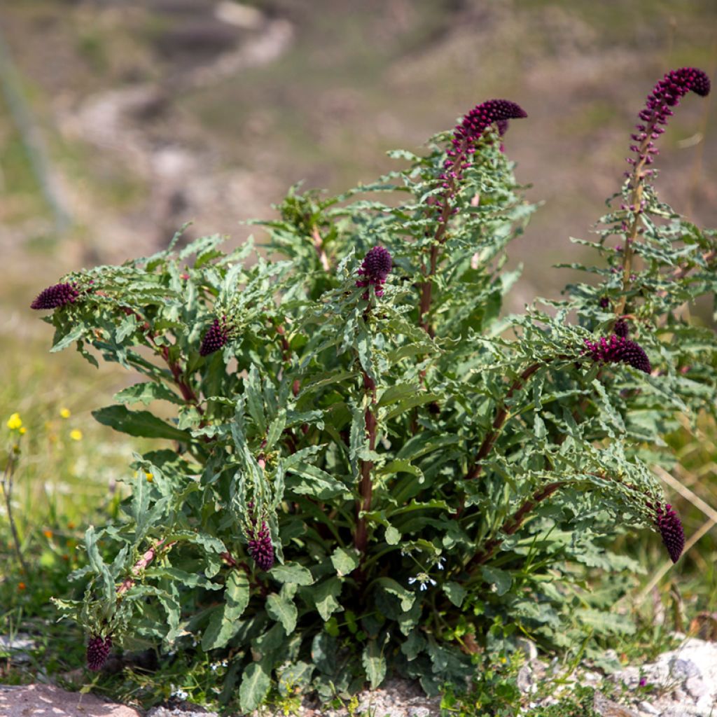 Lysimachia atropurpurea Beaujolais - Wederik