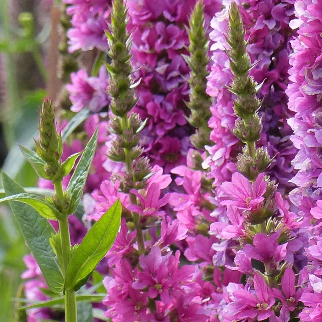 Lythrum salicaria Robert - Grote kattenstaart