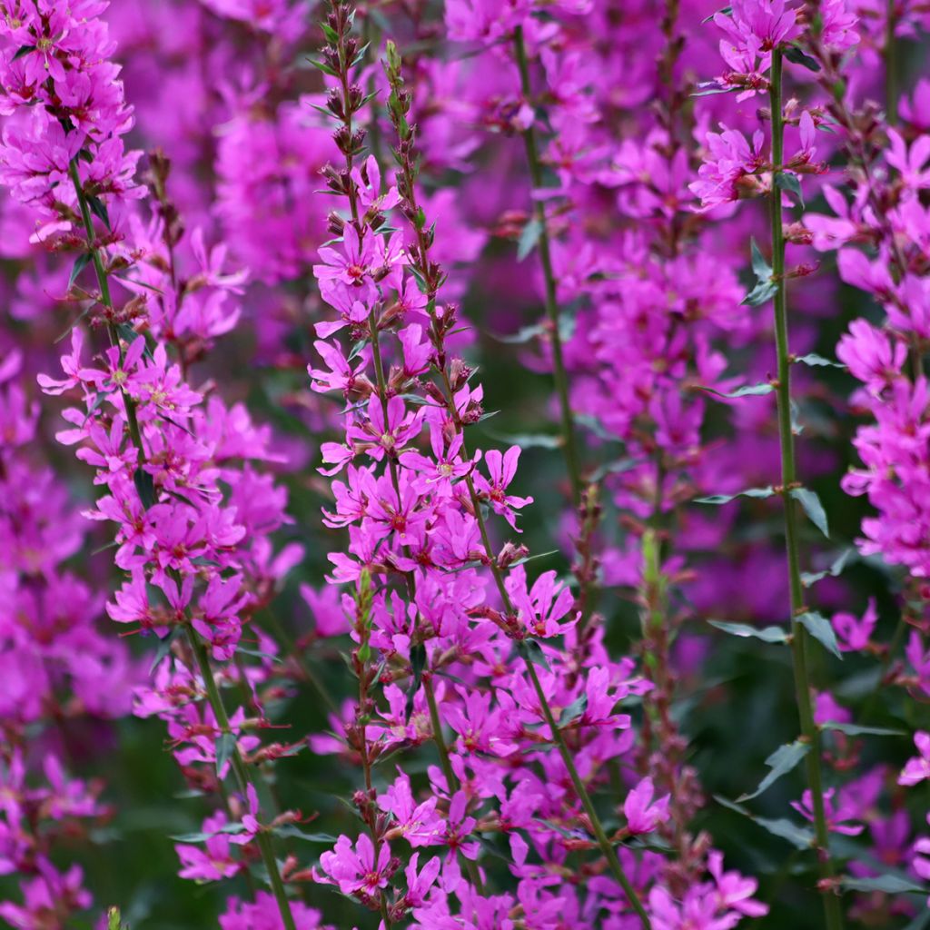 Lythrum Pink Promenade - Kattenstaart