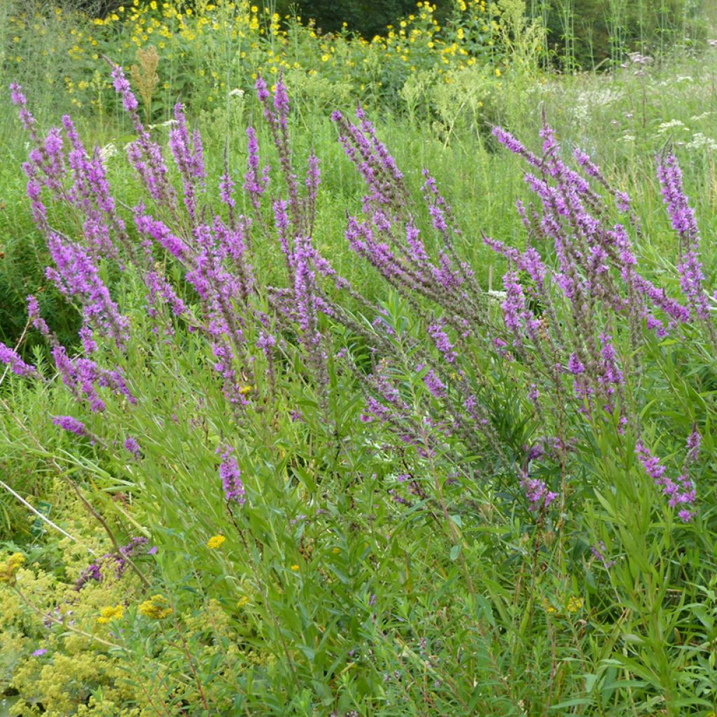 Lythrum salicaria (zaad) - Grote kattenstaart
