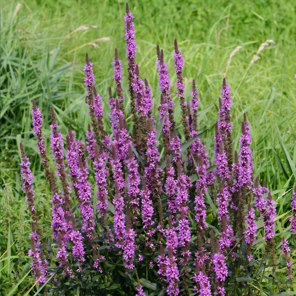 Lythrum Luminara Lilac - Kattenstaart