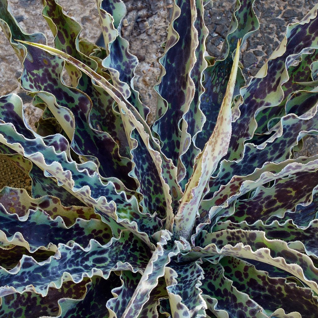 Mangave Chocolate Chips