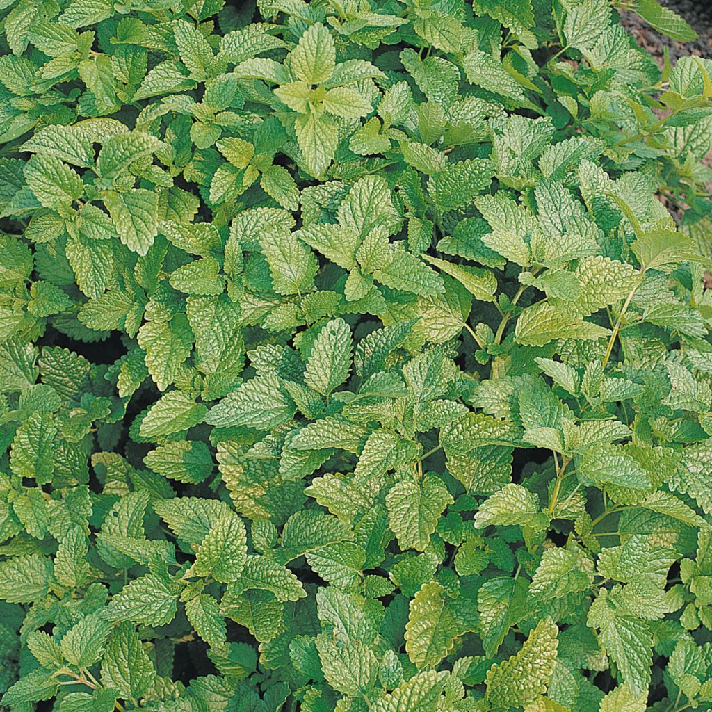 Citroenmelisse BIO - Melissa officinalis (zaad)