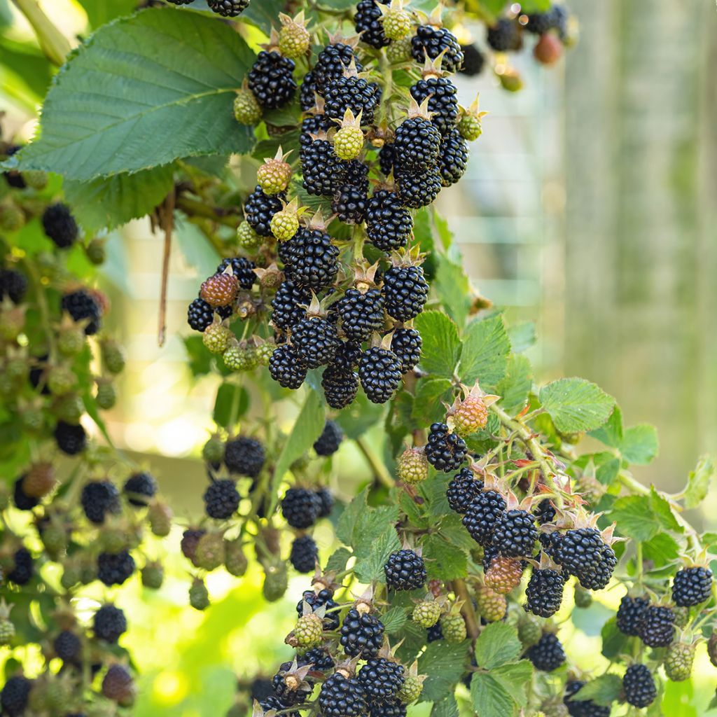 Braam Reuben (doordragend - draagt op eenjarig hout)