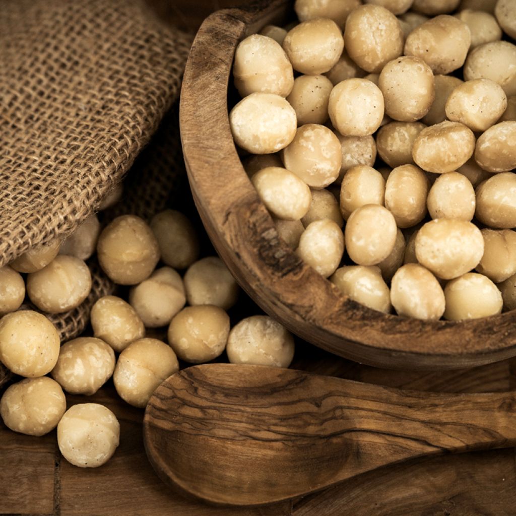 Macadamia integrifolia - Macadamianoot