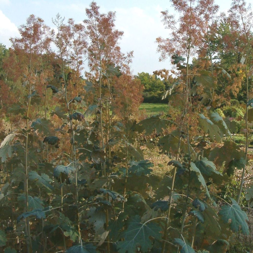 Macleaya microcarpa Kelway's Coral Plume - Pluimpapaver