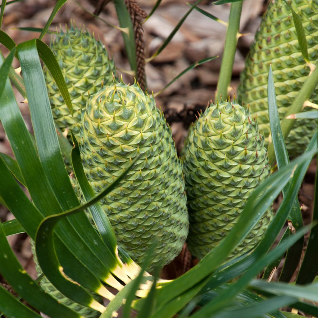 Macrozamia moorei - Cycas